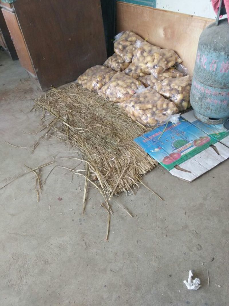 生姜2两以上带土