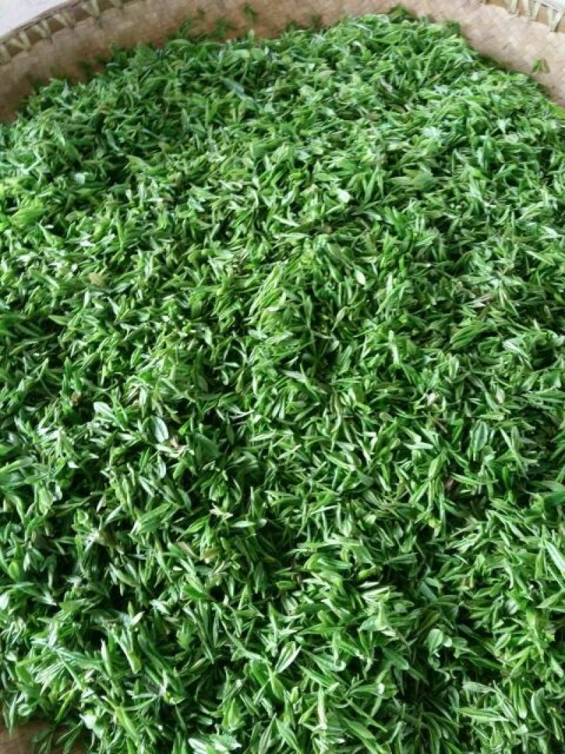大悟绿茶