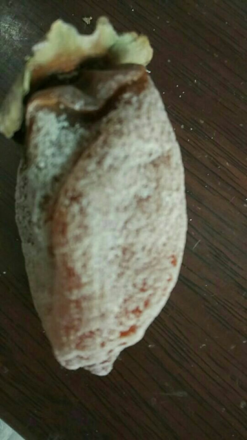 柿饼1两以下