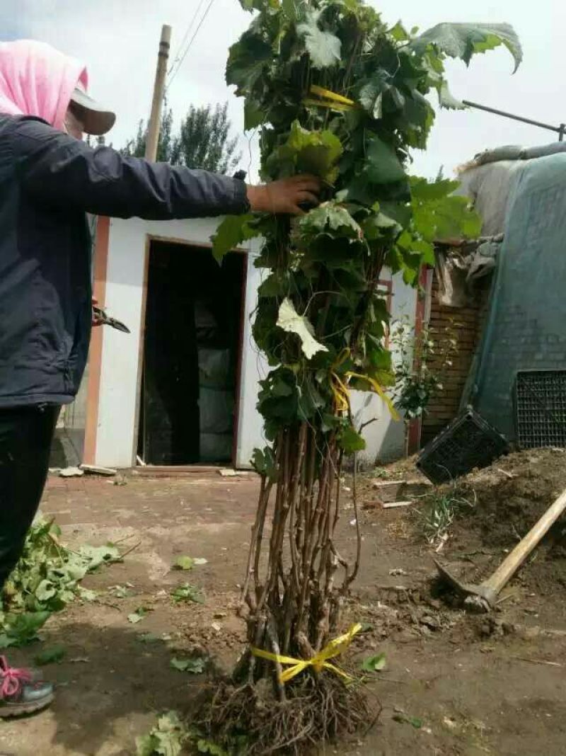 葡萄苗3年110~150cm