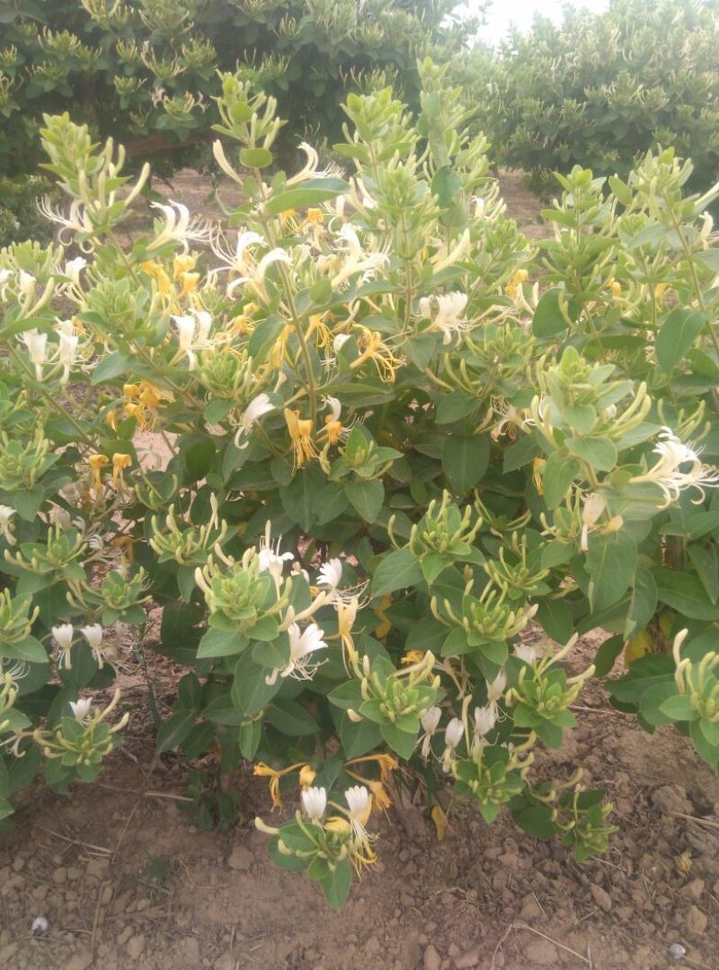 金银花盆景