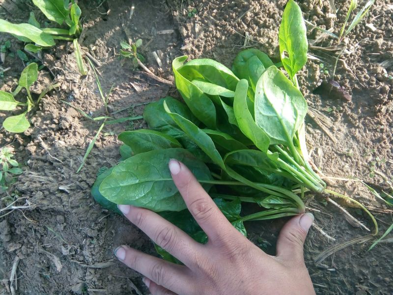 大叶菠菜20~25厘米