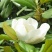 玉兰树2~4cm