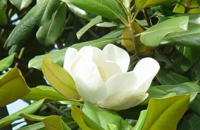 玉兰树2~4cm