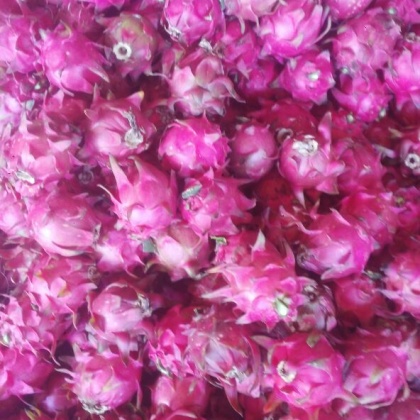 广东湛江市徐闻县火龙果 大(7两以上)批发_余光