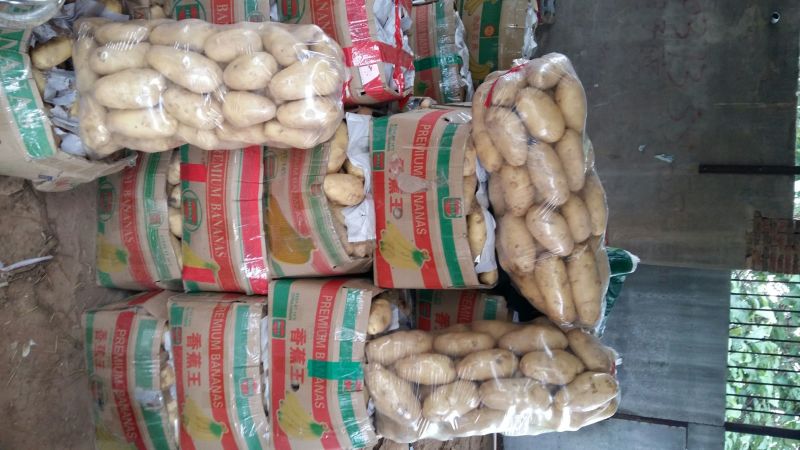 荷兰十五土豆3两以上通货