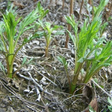 山野菜
