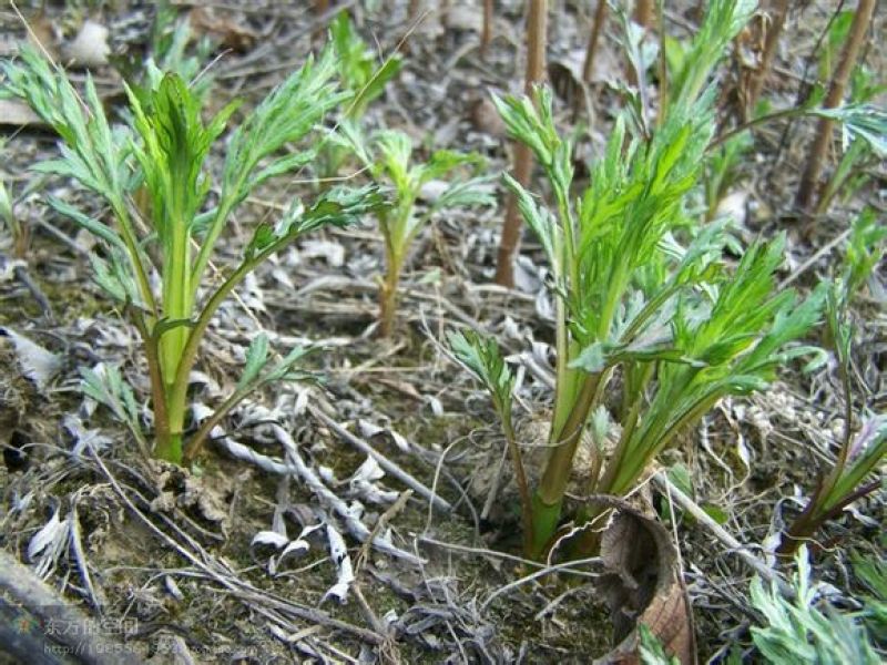 山野菜
