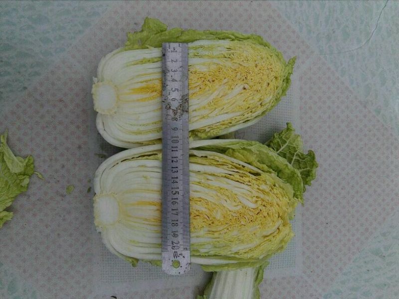 大白菜