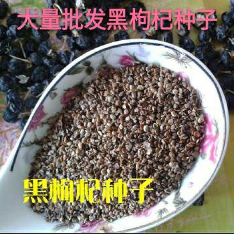 黑枸杞种子批发黑枸杞种子属于甘肃玉门野生黑枸杞培育而成
