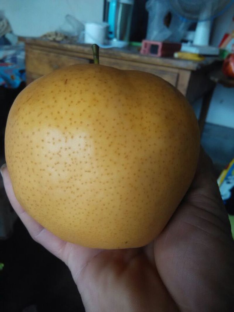 晚秋黄梨550~600g纸袋