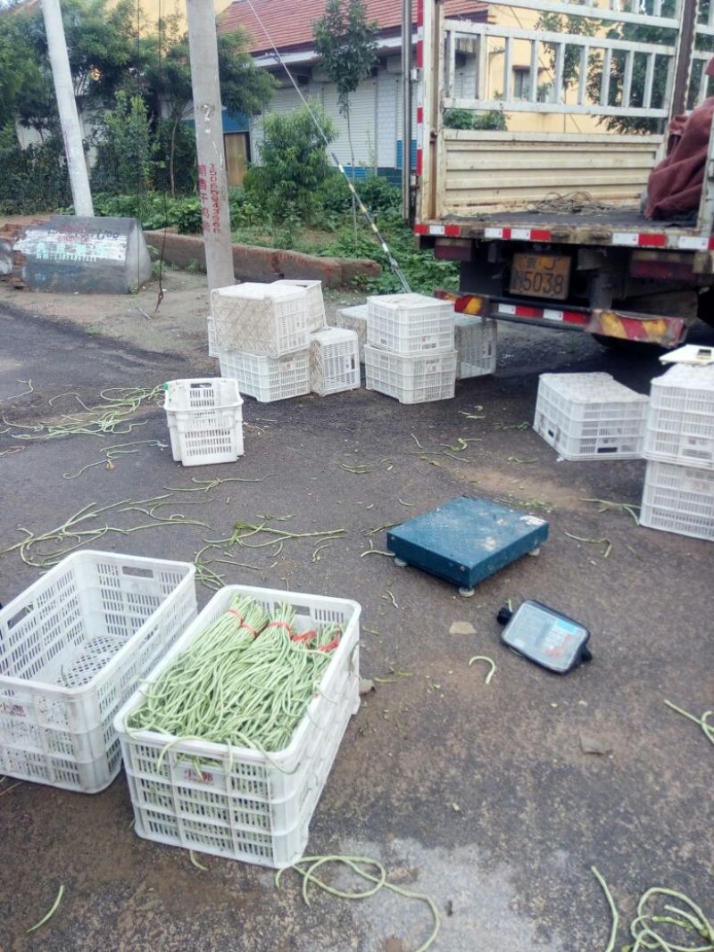 万亩优质大棚长豆角，可对接商超，批发，大量供应