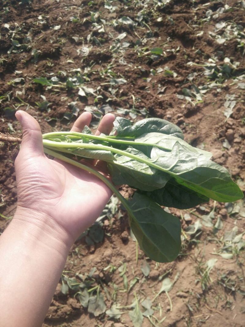 大叶菠菜25~30厘米