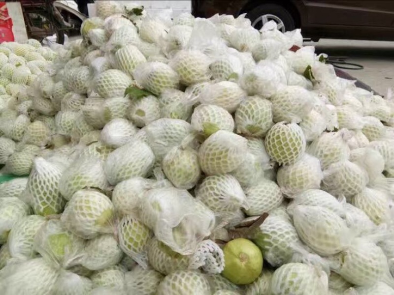 台湾番石榴白芭乐红芭乐