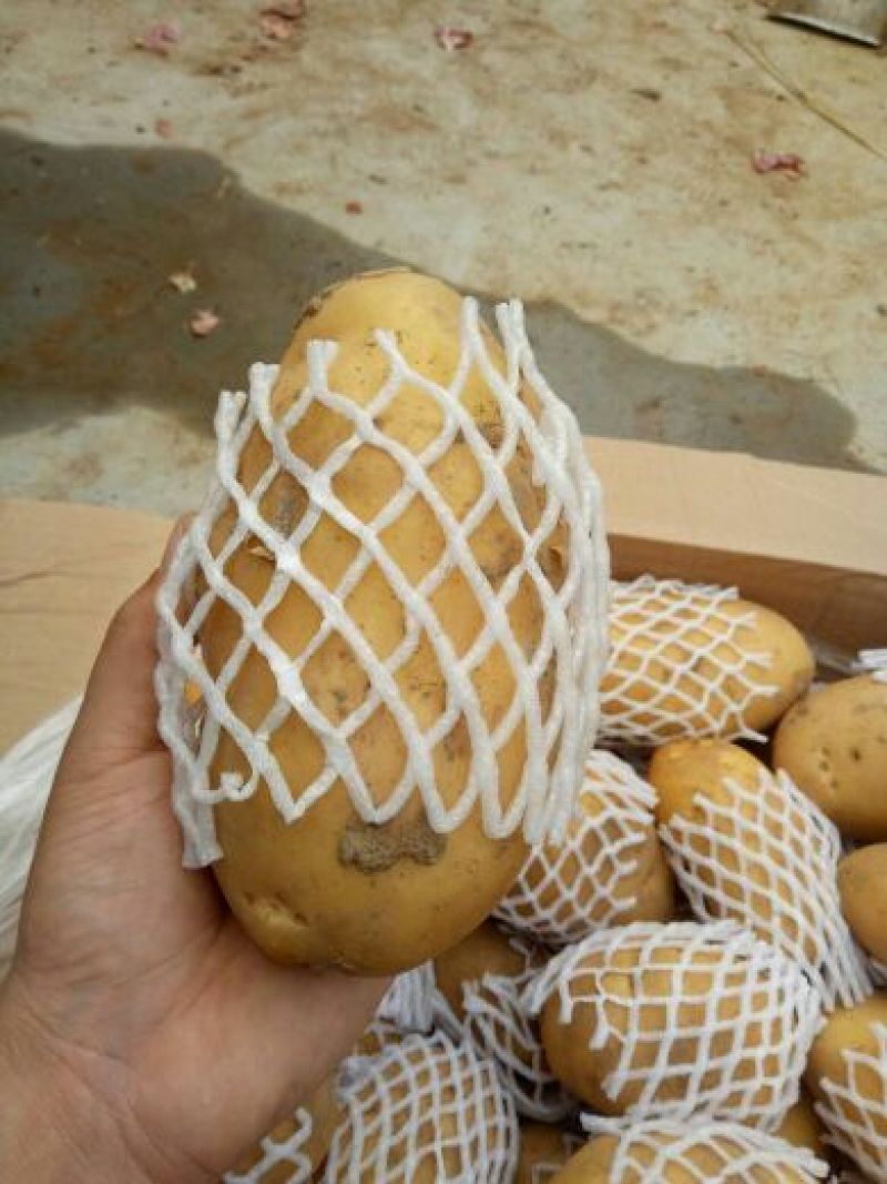 荷兰十五三两通天土豆冷库箱子货