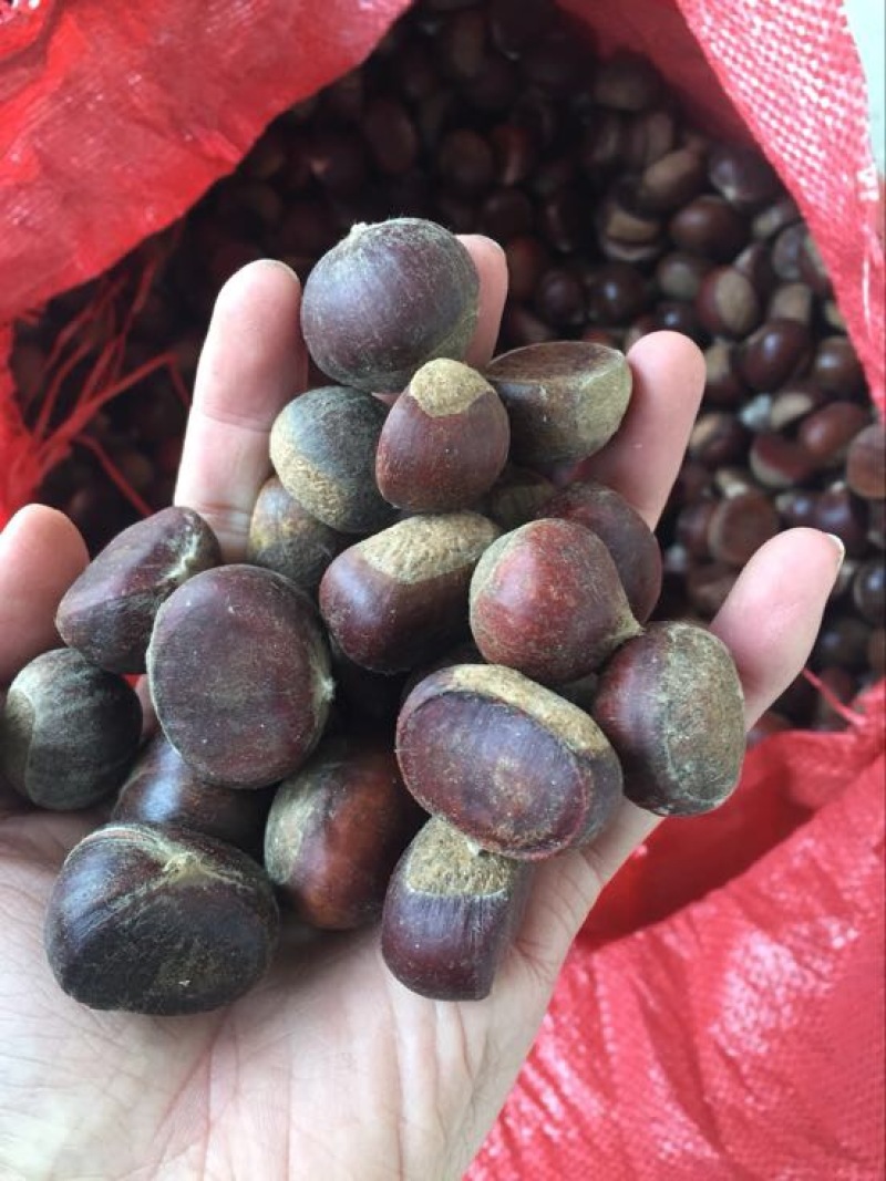板栗