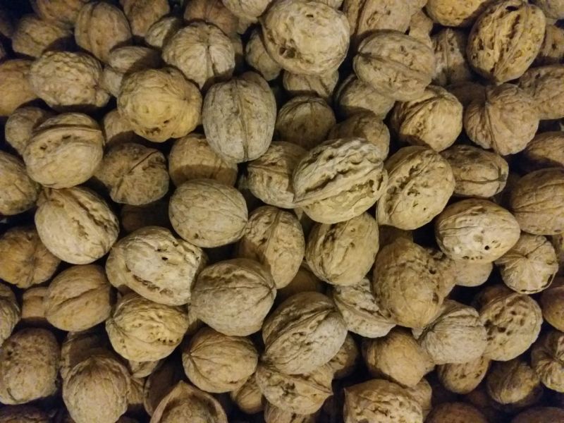 核桃25mm以下去皮干