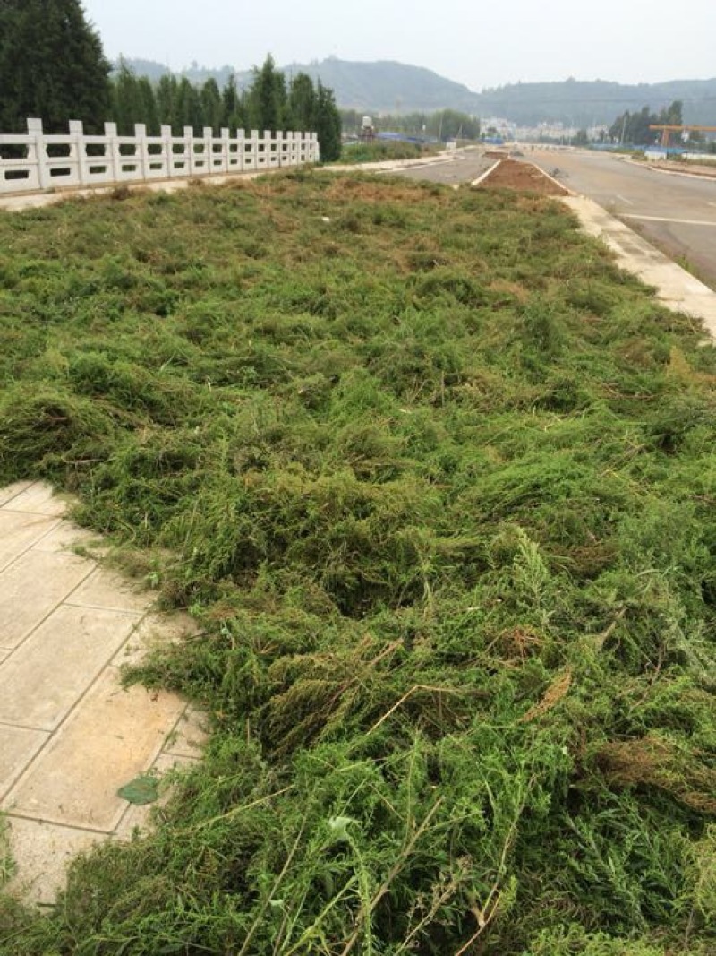 土荆芥俗称（臭草）