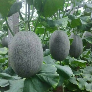 西州蜜瓜5斤以上长圆形