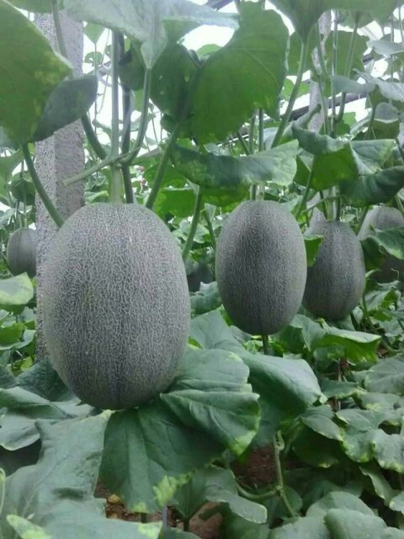 西州蜜瓜5斤以上长圆形