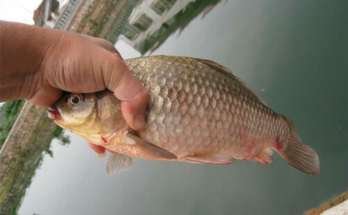 湘云鲫鱼苗广西玉林市玉州区_批发_供应-一亩