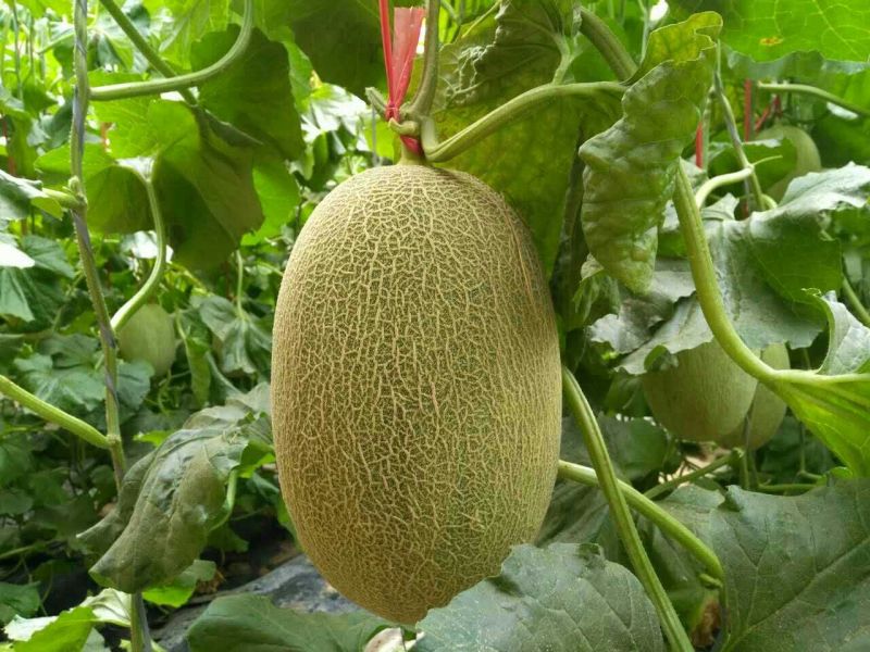 西州蜜瓜3斤以上长圆形