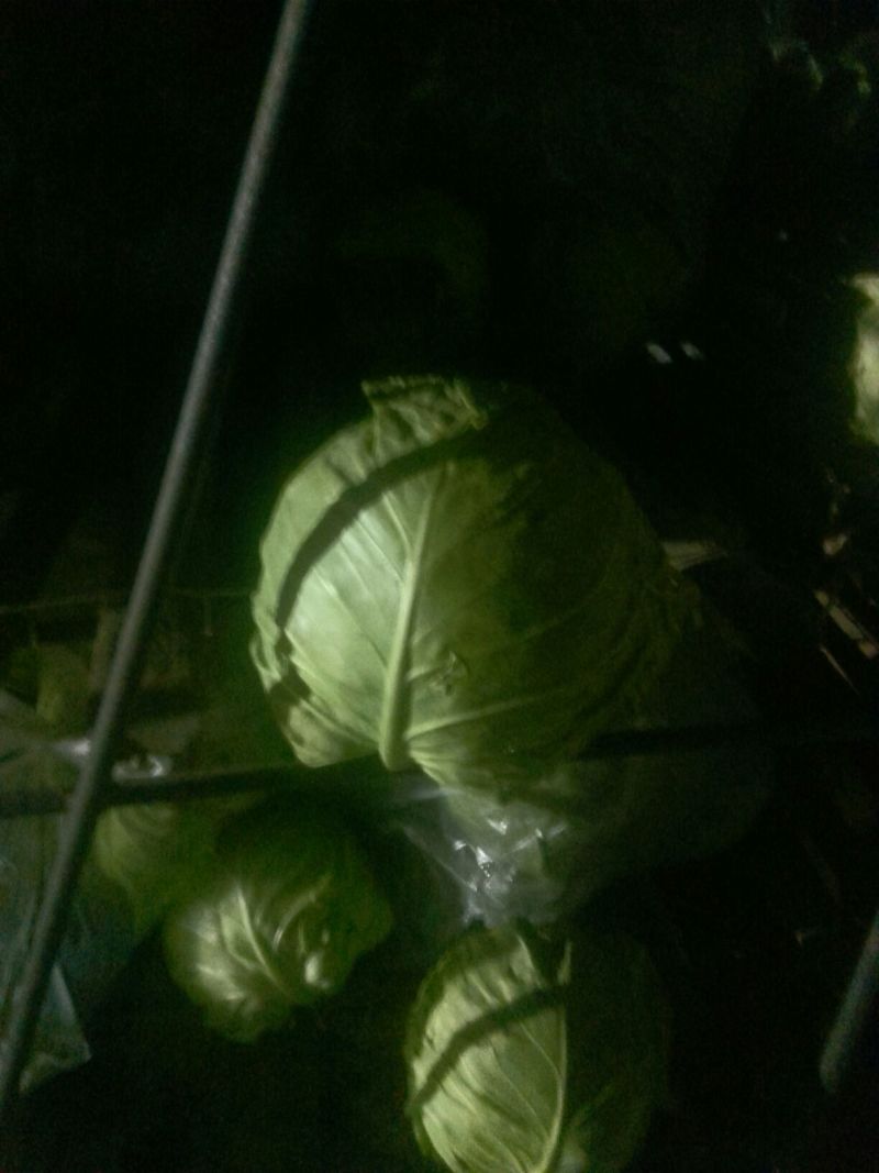 娃娃菜
