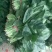 菠菜