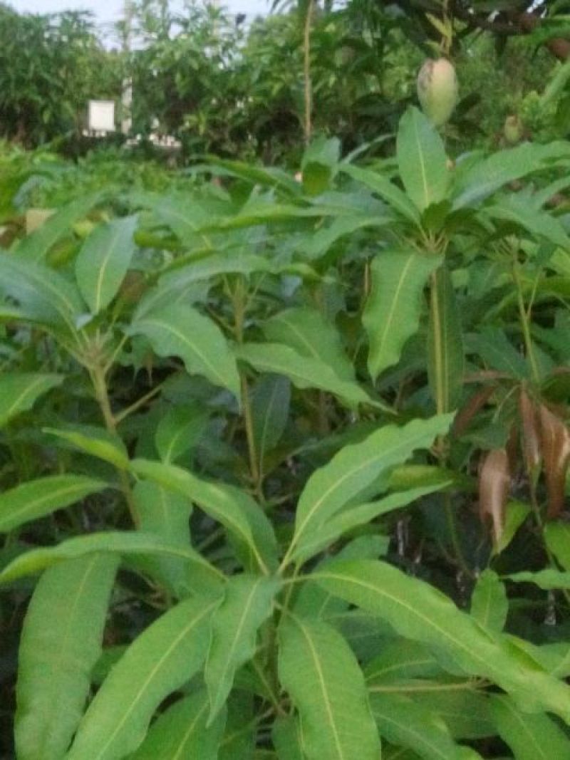 芒果树