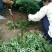 花椒苗1~2年