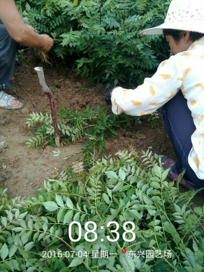 花椒苗1~2年