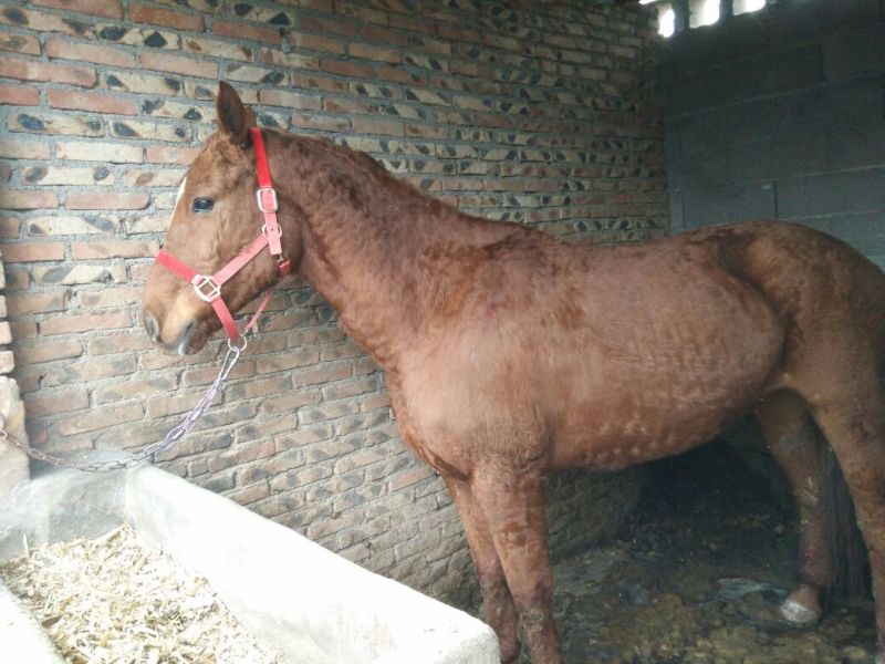 肉马300~400kg