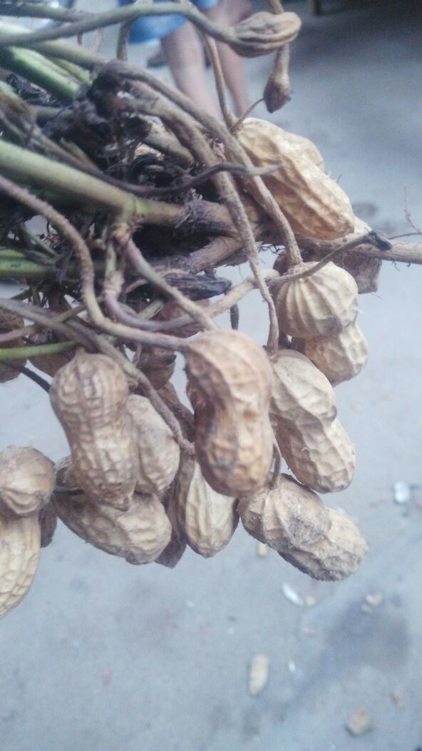 河南平顶山市叶县带壳花生 鲜货 带壳批发_马