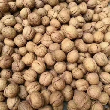 薄皮核桃30mm以上去皮干