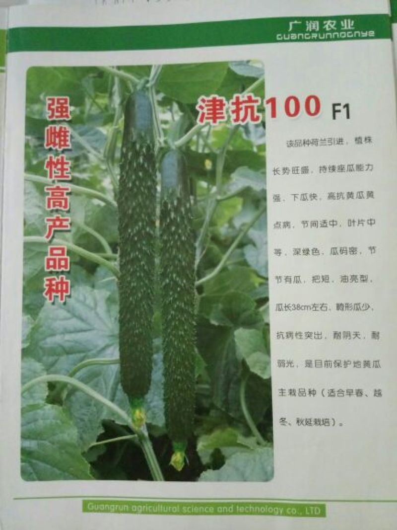 强磁油量黄瓜苗