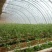 温室大棚连栋温室建造，设计规划及农产品种植技术。