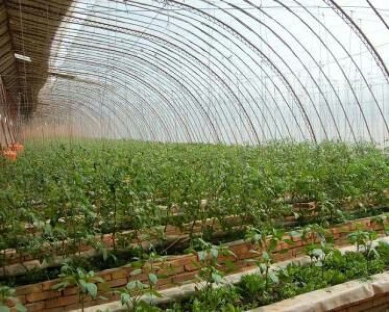 温室大棚连栋温室建造，设计规划及农产品种植技术。