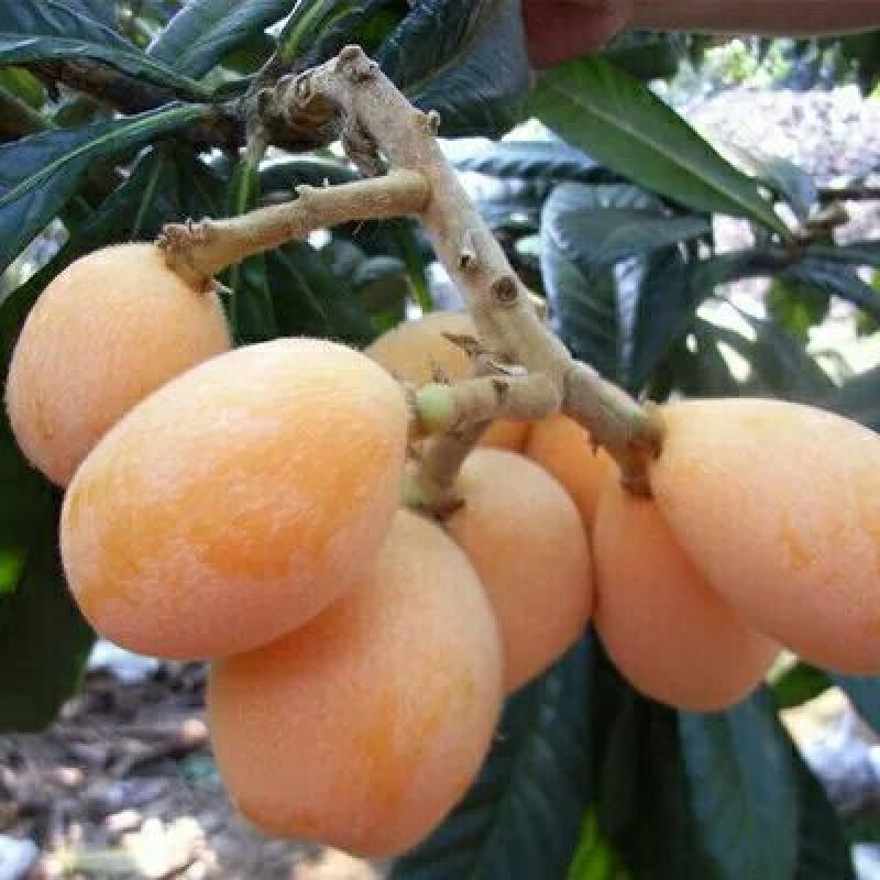 莆田解放钟枇杷苗，无糖枇杷