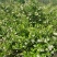 美登蓝莓8~10mm以上