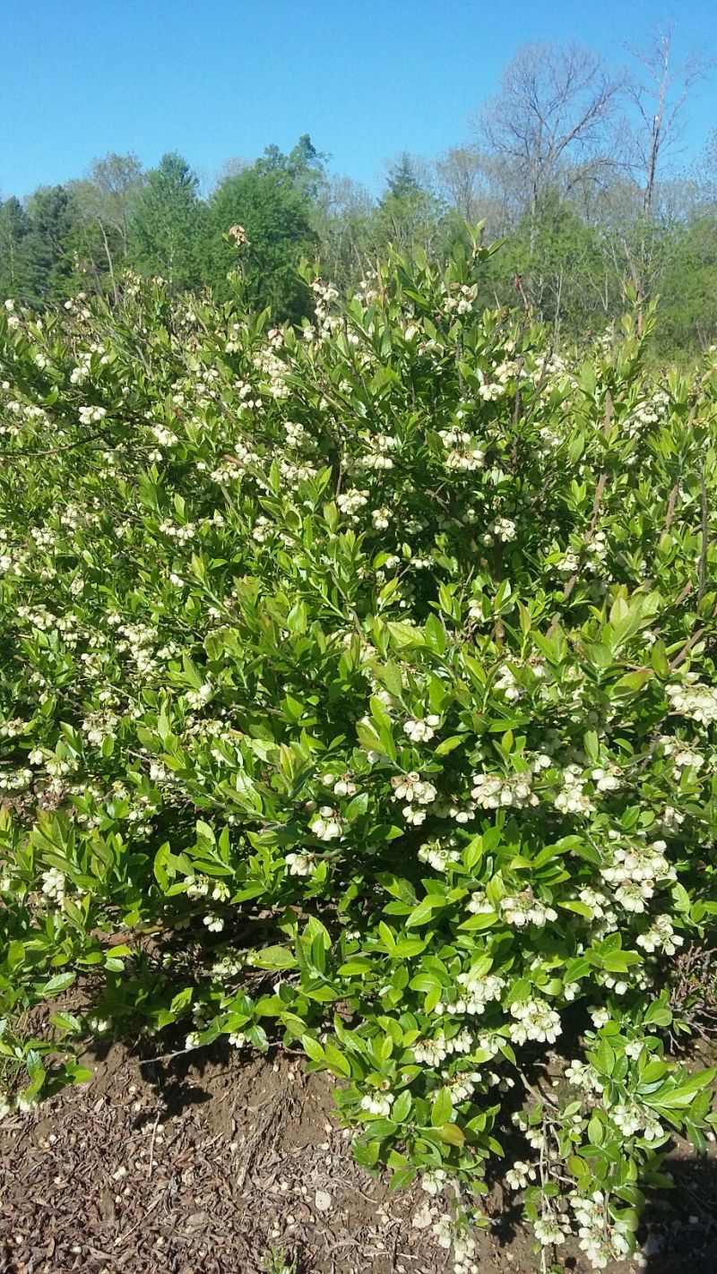 美登蓝莓8~10mm以上