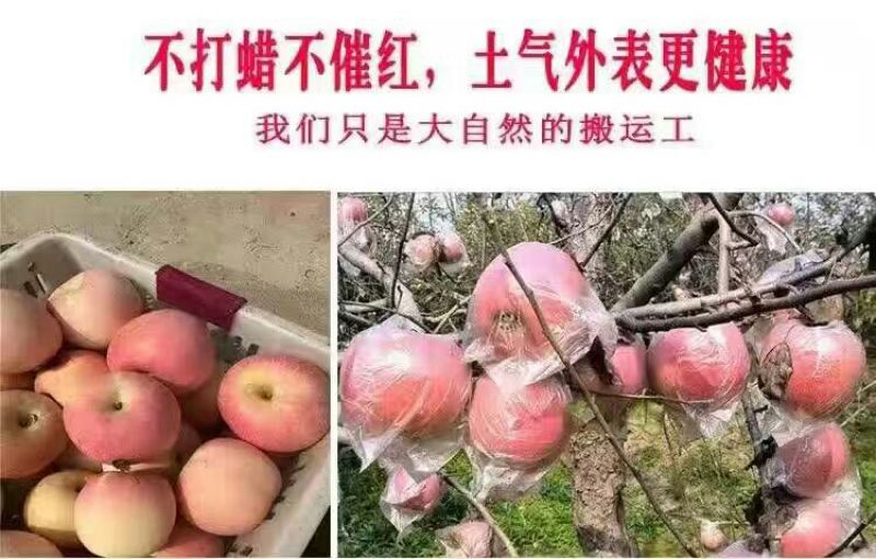 冰糖心苹果70mm以上膜袋