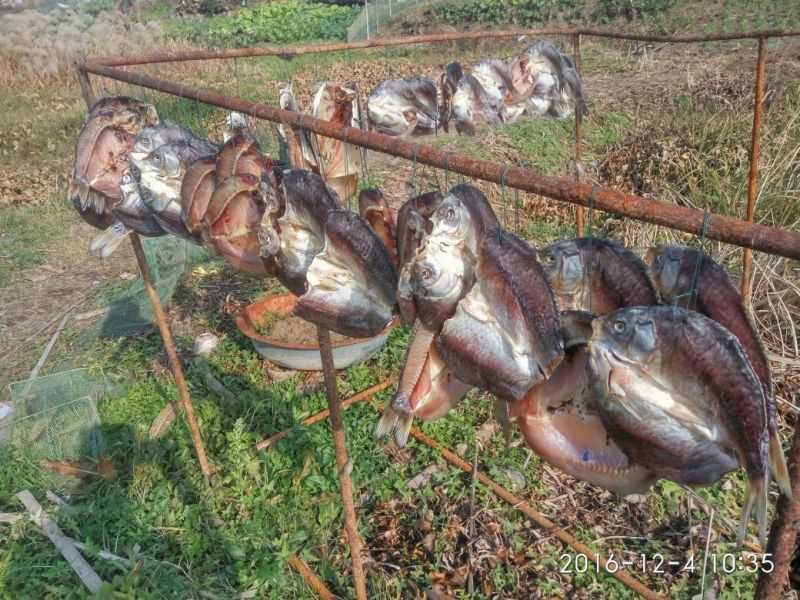 鲫鱼食用