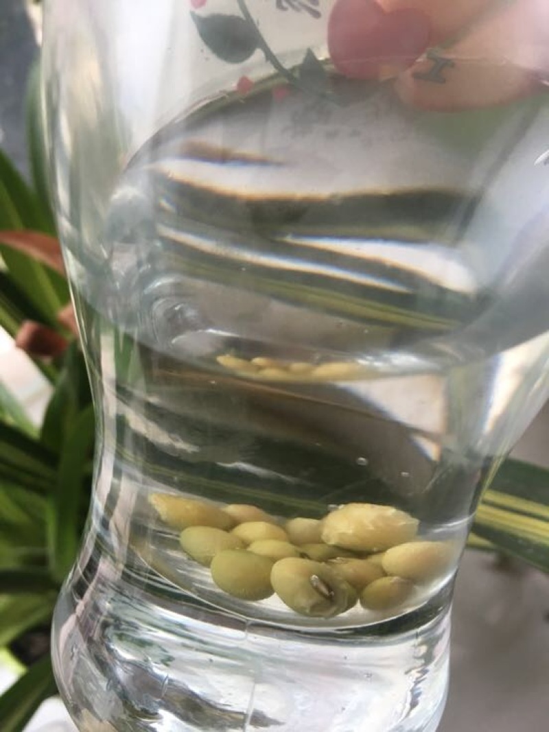 黄豆
