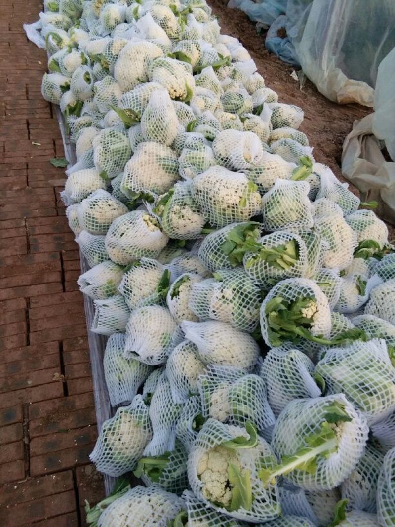 本地松花大量上市，质量很好