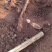 牛大力种苗15cm以下