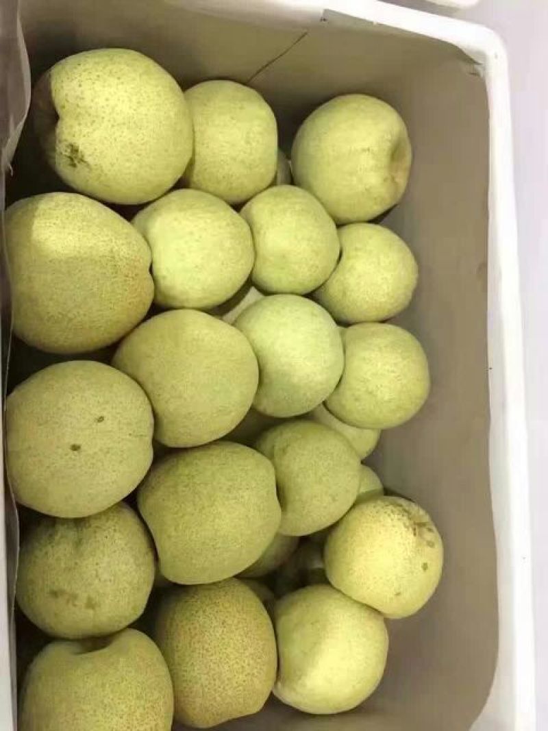 砀山梨250~300g纸加膜