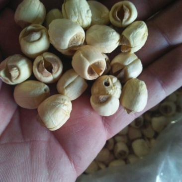 干莲子特级干莲子