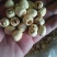 干莲子特级干莲子