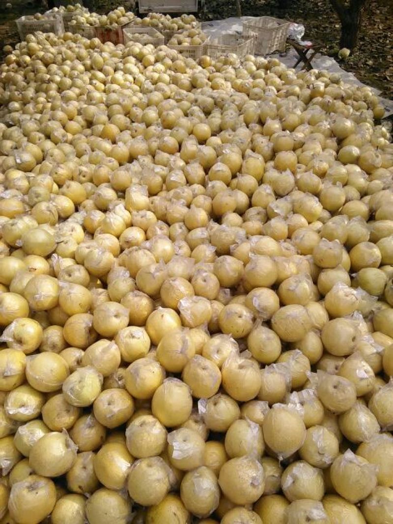 金花梨450~500g膜袋