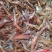 河虾活虾26~30只/kg